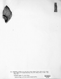 Diarthonis spadicea image